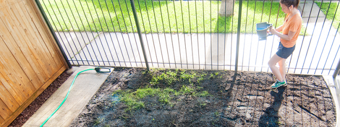 planting grass from seed using a handheld seed spreader